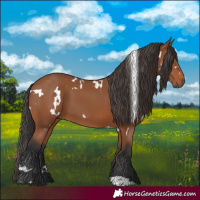 Horse Color:White Spotted Bay 