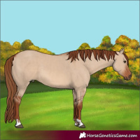 Horse Color:Red Dun and Red Dun