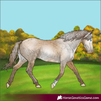 Horse Color:Gray Buckskin Pearl 