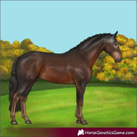 Horse Color:Gray Liver Chestnut 