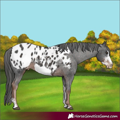 Horse Color:Liver Chestnut Sabino Frame Appaloosa 