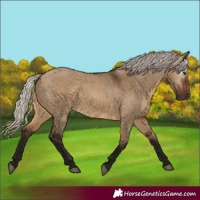 Horse Color:Gray Silver Bay Dun 