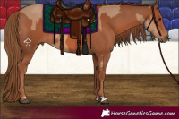 Horse Color:Red Dun  and Chestnut 