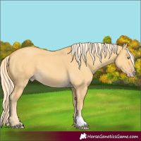 Horse Color:Gold Cream Champagne Dun