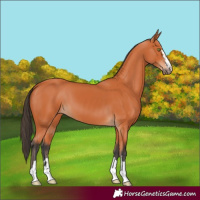 Horse Color:Bay 