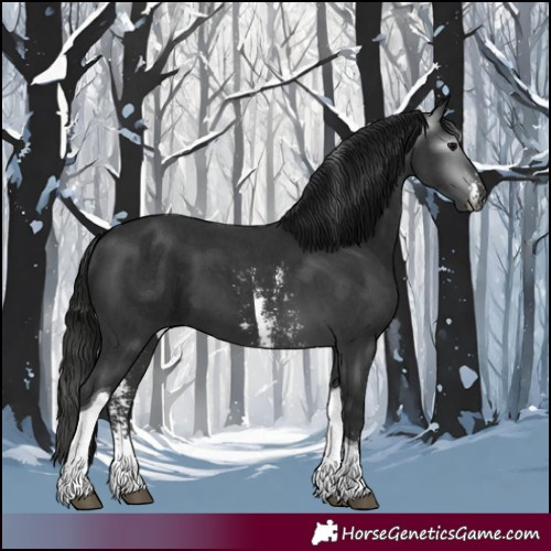 Horse Color:Gray Black Sabino Tobiano 