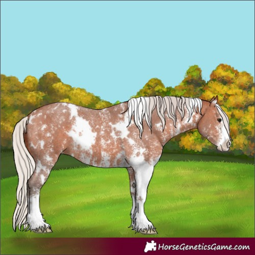 Horse Color:White Spotted Silver Bay Sabino Appaloosa 
