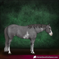 Horse Color:Smoky Black Sabino Splash Appaloosa Rabicano 
