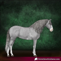 Horse Color:Smoky Black Sabino Splash Varnish Rabicano 