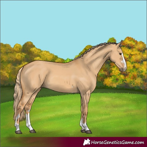 Horse Color:Red Dun 