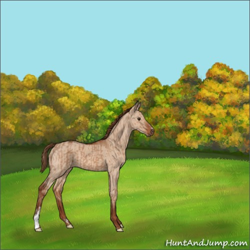 Horse Color:Red Dun  and Red Dun 