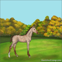 Horse Color:Red Dun  and Red Dun 