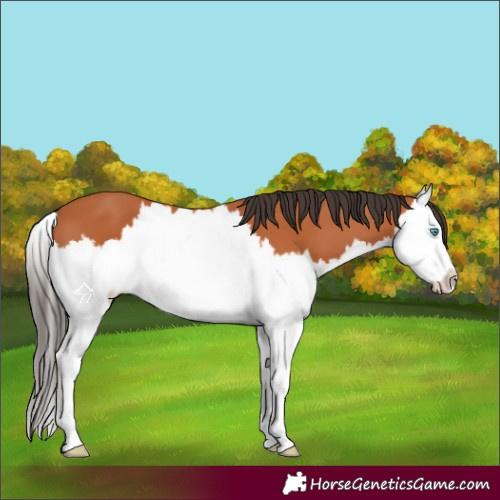 Horse Color:Bay Splash 