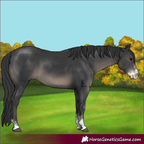 Horse Color:Black Sabino 