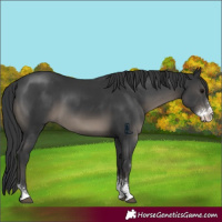 Horse Color:Black Sabino
