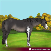 Horse Color:Smoky Black Sabino