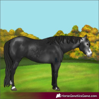 Horse Color:Gray Smoky Black Sabino 