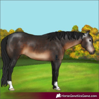 Horse Color:Gray Brown 