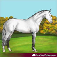 Horse Color:Gray Brown 