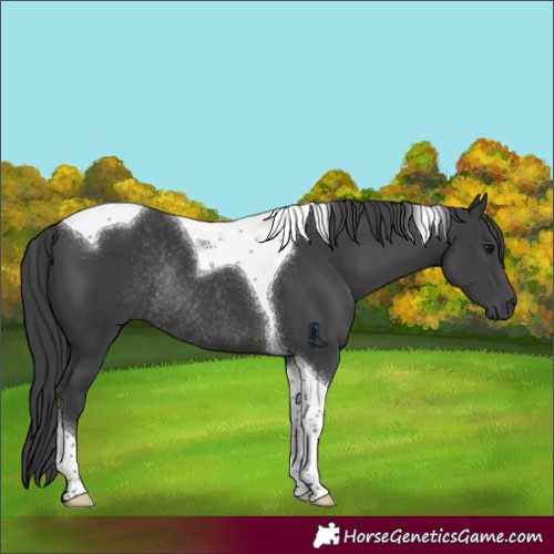 Horse Color:Black Tobiano Rabicano