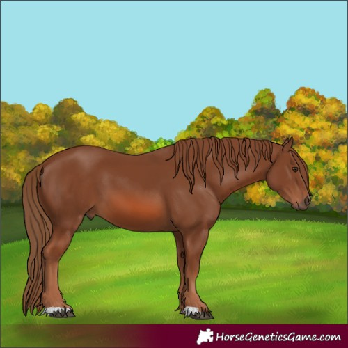 Horse Color:Chestnut 
