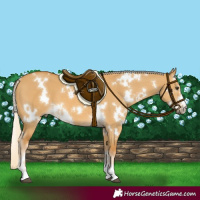 Horse Color:White Spotted Palomino Dun 