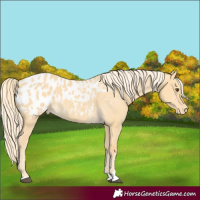 Horse Color:Palomino Dun Appaloosa 