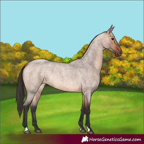 Horse Color:Bay Roan Dun 