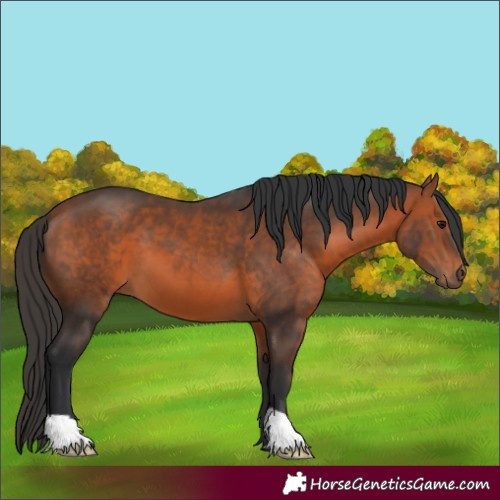 Horse Color:Bay 