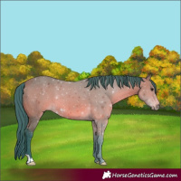 Horse Color:Watercolor Bay 