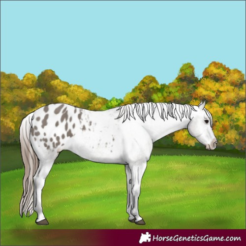 Horse Color:Grullo Appaloosa 