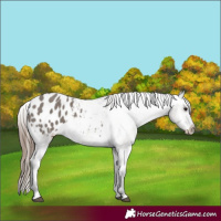 Horse Color:Grullo Appaloosa 
