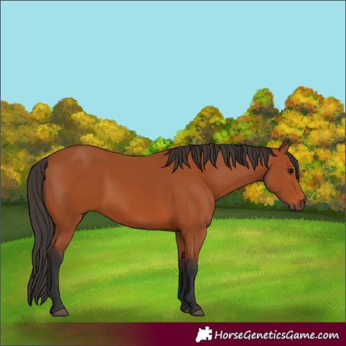 Horse Color:Bay 