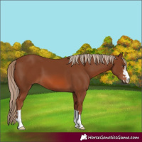 Horse Color:Chestnut 