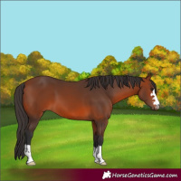 Horse Color:Bay 