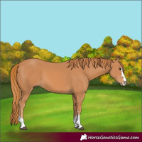 Horse Color:Chestnut 