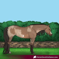 Horse Color:Liver Red Dun  and Liver Red Dun Frame 