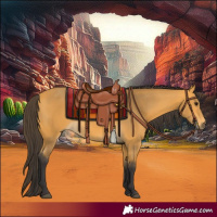 Horse Color:Buckskin 