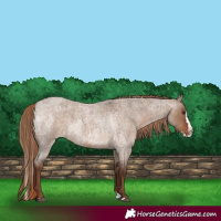 Horse Color:Liver Red Dun Roan  and Liver Red Dun Roan Splash 
