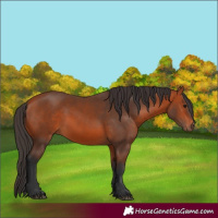 Horse Color:Bay 
