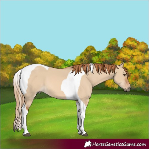 Horse Color:Red Dun Tobiano