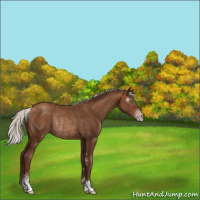 Horse Color:Gray Silver Sable Champagne Sabino Rabicano 