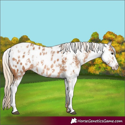 Horse Color:Chestnut Sabino Appaloosa Rabicano