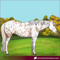 Horse Color:Chestnut Sabino Appaloosa Rabicano 