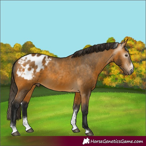 Horse Color:Gray Buckskin Sabino Appaloosa 