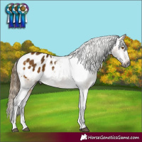 Horse Color:Gray Buckskin Sabino Appaloosa 