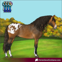 Horse Color:Gray Buckskin Sabino Varnish 