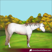 Horse Color:Gray Chestnut 
