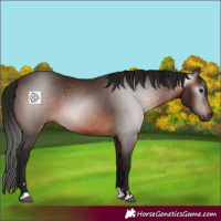 Horse Color:Gray Bay 