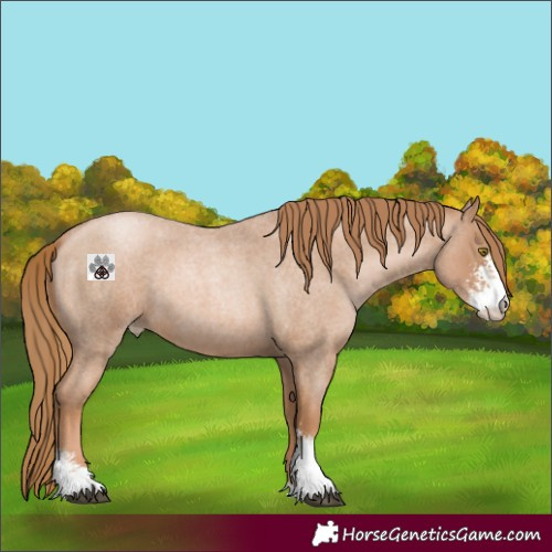 Horse Color:Red Roan Pearl Sabino 
